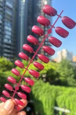 24 Adet Bordo Oval Orta Uzun Takma Tırnak 823 - Görsel 2